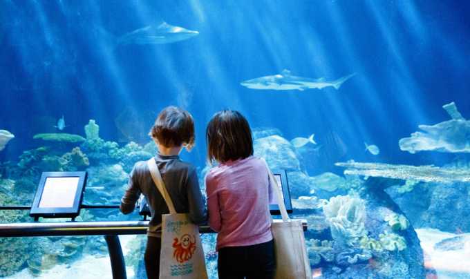 shedd aquarium chicago